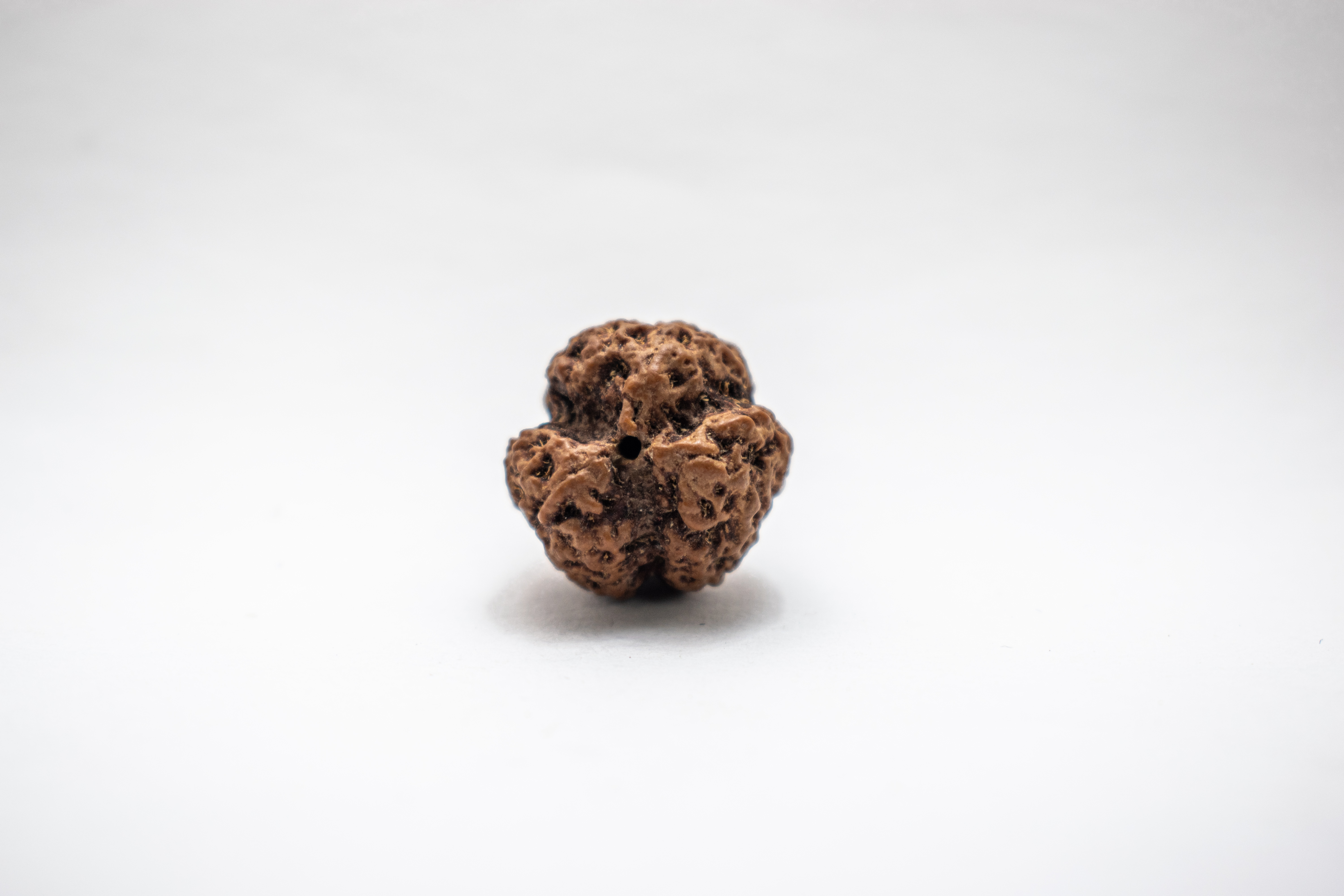 Certified Rudraksha