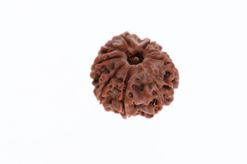 Rudraksha 8 Mukhi Brown - 3.27 Grams Weight - Origin - Nepal