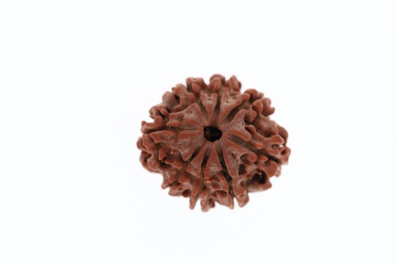 Rudraksha 8 Mukhi Brown - 3.00 Grams Weight - Origin - Nepal