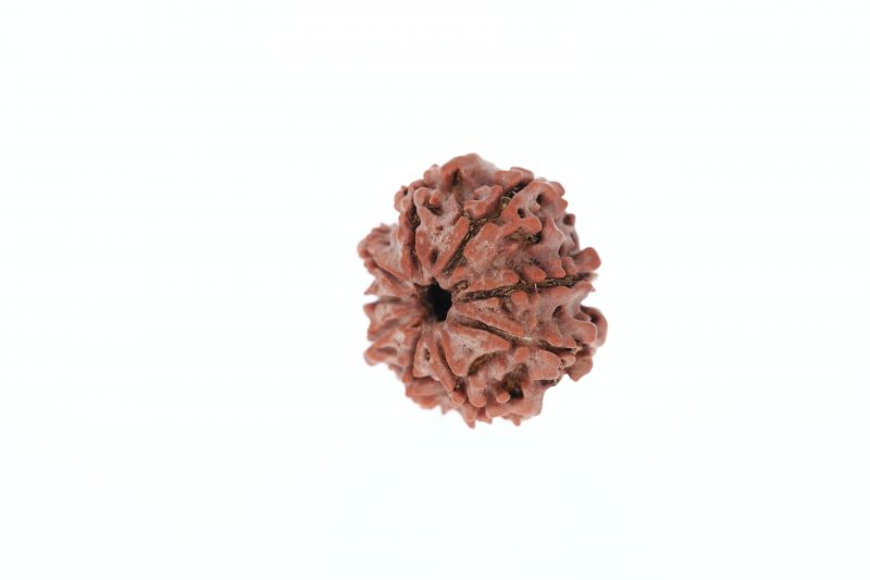 Rudraksha 9 Mukhi Brown - 2.92 Grams Weight - Origin - Nepal