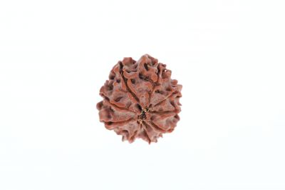 Rudraksha 9 Mukhi Brown - 2.92 Grams Weight - Origin - Nepal