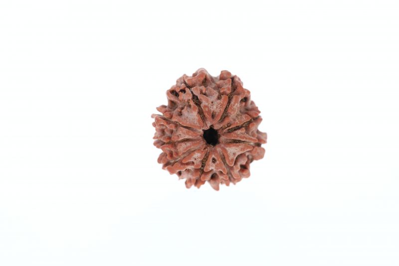 Rudraksha 9 Mukhi Brown - 2.92 Grams Weight - Origin - Nepal