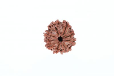 Rudraksha 9 Mukhi Brown - 2.92 Grams Weight - Origin - Nepal