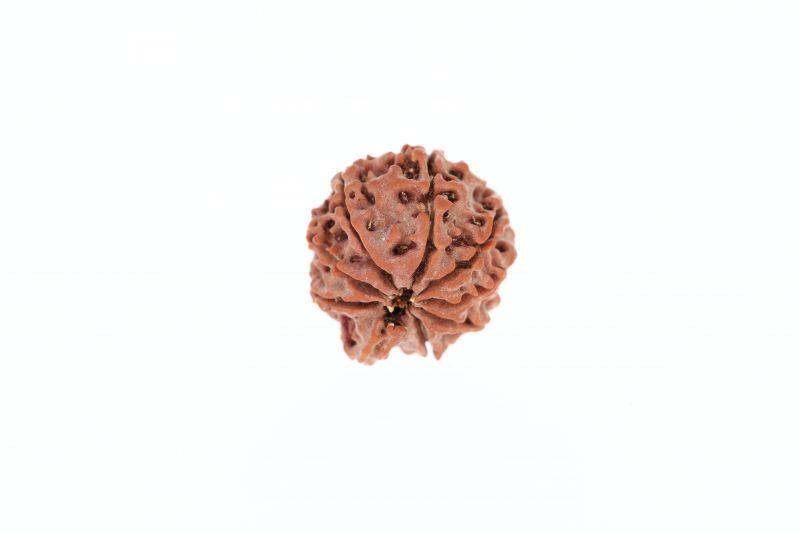 Rudraksha 9 Mukhi Brown - 3.24 Grams Weight - Origin - Nepal