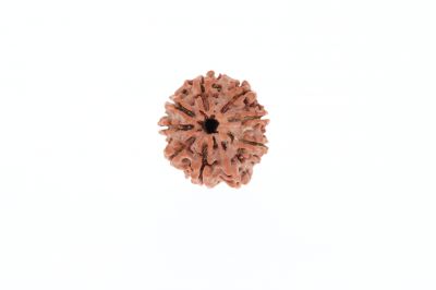 Rudraksha 9 Mukhi Brown - 3.24 Grams Weight - Origin - Nepal