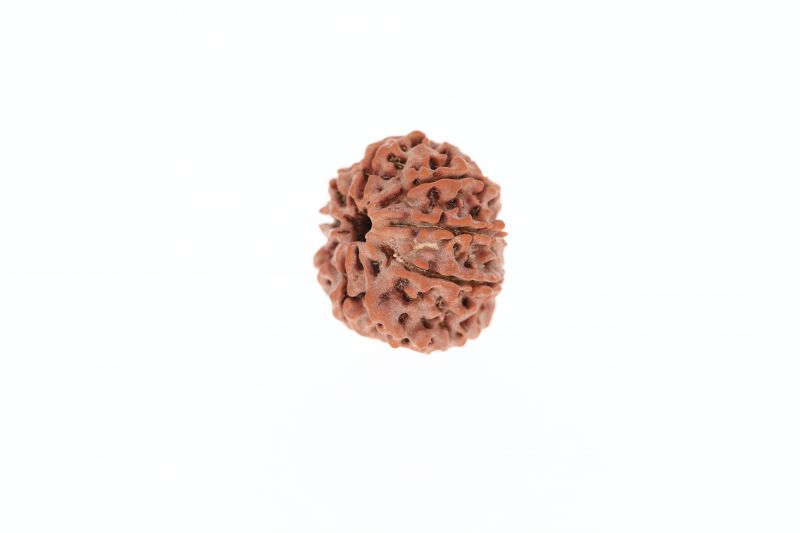 Rudraksha 9 Mukhi Brown - 3.24 Grams Weight - Origin - Nepal