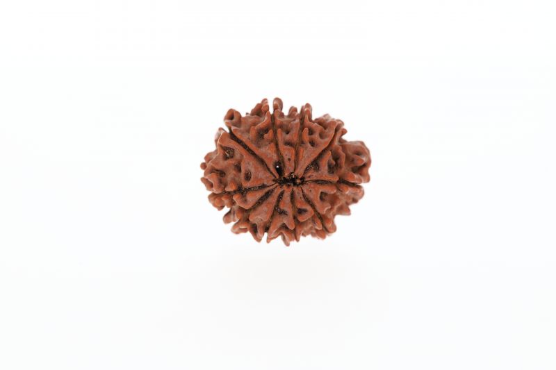 Natural 10 Mukhi Rudraksha - 3.00 GramsWeight - Origin - Nepal