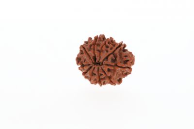 Natural 10 Mukhi Rudraksha - 3.00 GramsWeight - Origin - Nepal