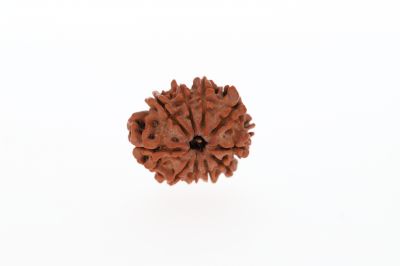 Natural 10 Mukhi Rudraksha - 3.00 GramsWeight - Origin - Nepal