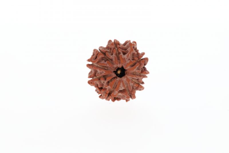 10 Mukhi Rudraksha - 3.21 Grams Weight - Origin - Nepal