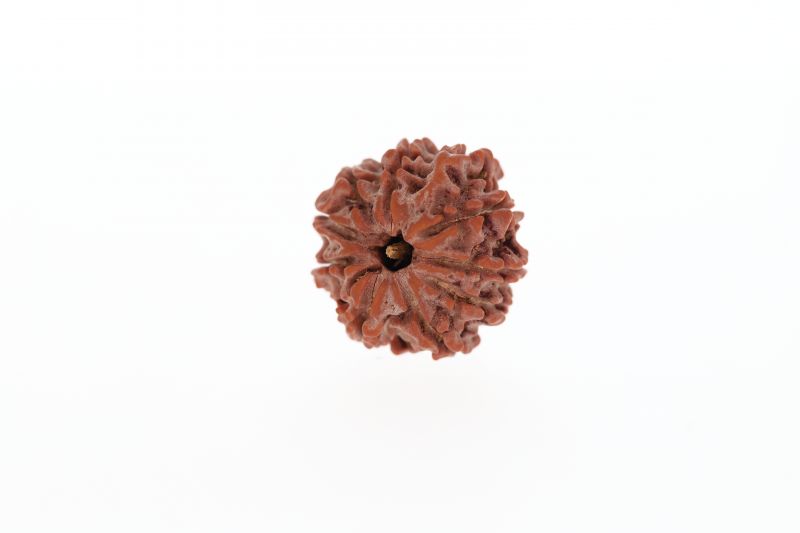 10 Mukhi Rudraksha - 3.21 Grams Weight - Origin - Nepal