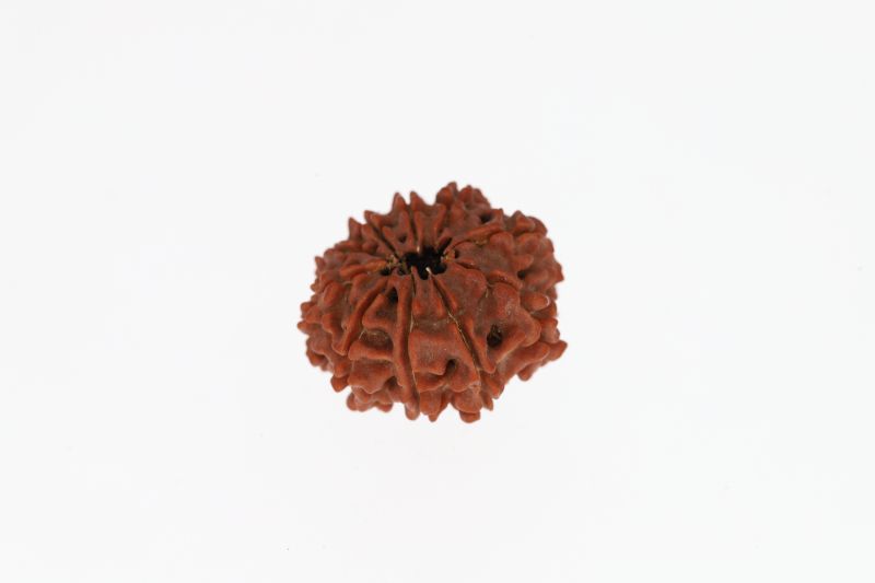 10 Mukhi Rudraksha - 2.83 Grams Weight - Origin - Nepal