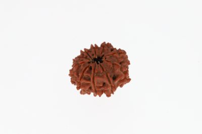 10 Mukhi Rudraksha - 2.83 Grams Weight - Origin - Nepal