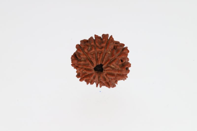 10 Mukhi Rudraksha - 2.83 Grams Weight - Origin - Nepal