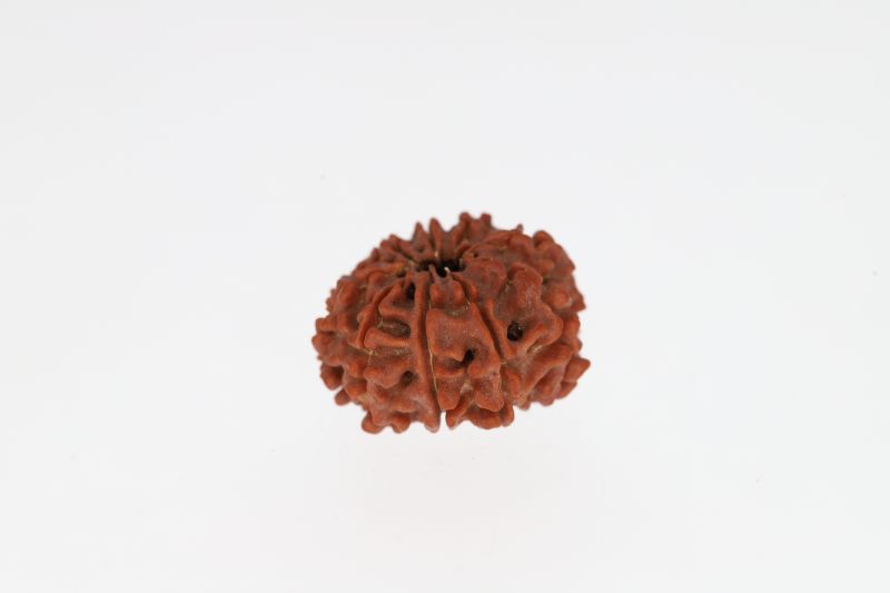 10 Mukhi Rudraksha - 2.83 Grams Weight - Origin - Nepal