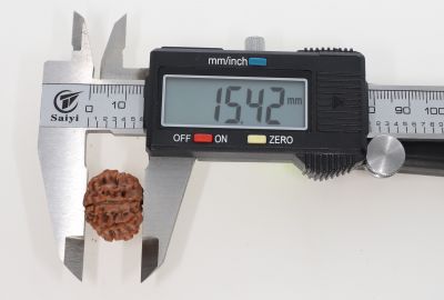 10 Mukhi Rudraksha - 2.83 Grams Weight - Origin - Nepal