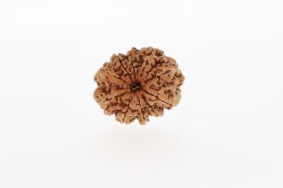 10 Mukhi Rudraksha - 2.93 Grams Weight - Origin - Nepal