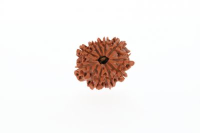 10 Mukhi Rudraksha - 2.87 Grams Weight - Origin - Nepal