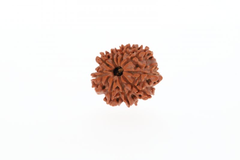 10 Mukhi Rudraksha - 2.87 Grams Weight - Origin - Nepal