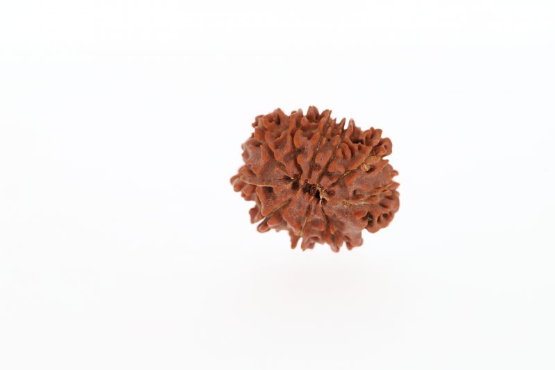 10 Mukhi Rudraksha - 2.87 Grams Weight - Origin - Nepal