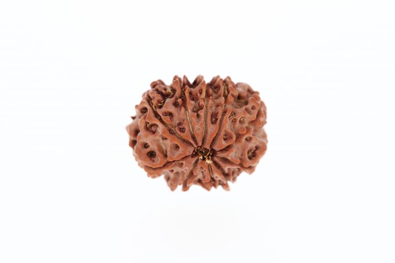 Rudraksha 10 Mukhi Brown - 2.92 Grams Weight - Origin - Nepal