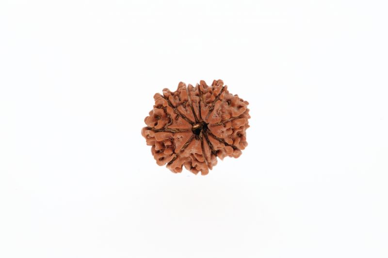 Rudraksha 10 Mukhi Brown - 2.63 Grams Weight - Origin - Nepal