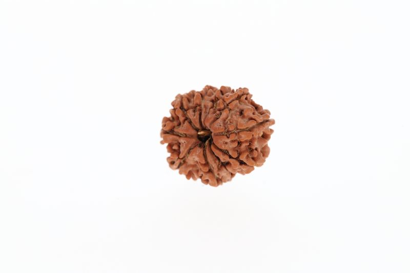 Rudraksha 10 Mukhi Brown - 2.63 Grams Weight - Origin - Nepal