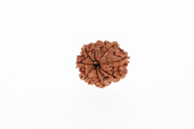 Rudraksha 10 Mukhi Brown - 2.63 Grams Weight - Origin - Nepal