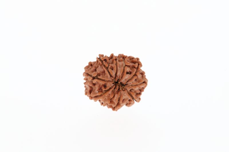 Rudraksha 10 Mukhi Brown - 2.63 Grams Weight - Origin - Nepal