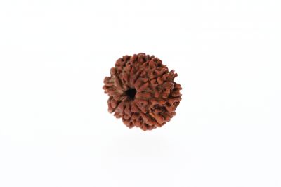 Natural 10 Mukhi Rudraksha - 3.20 Grams Weight - Origin - Nepal