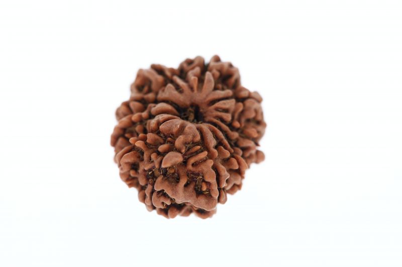 Natural 11 Mukhi Rudraksha -4.06 Grams Weight - Origin - Nepal