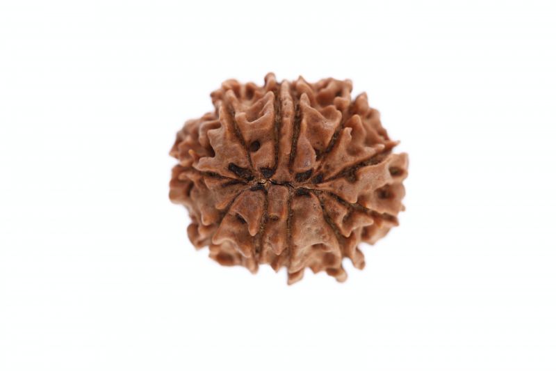 11 Mukhi Rudraksha -  3.82 Grams Weight - Origin - Nepal