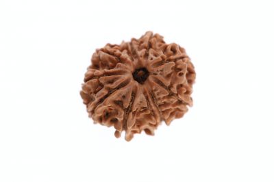 11 Mukhi Rudraksha -  3.82 Grams Weight - Origin - Nepal