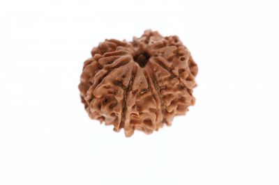 11 Mukhi Rudraksha -  3.82 Grams Weight - Origin - Nepal