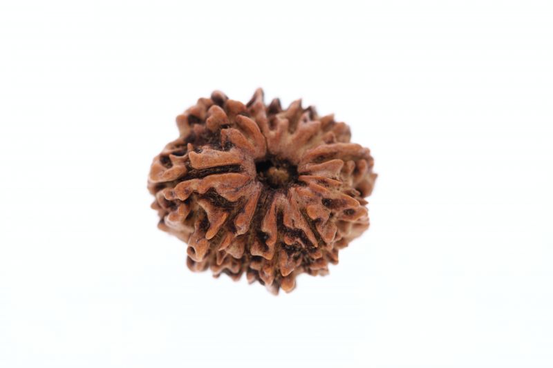 Rudraksha 11 Mukhi Brown - 2.95 Grams Weight - Origin - Nepal