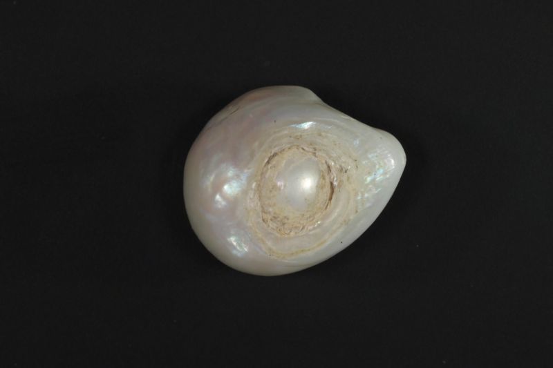 622007 Certified Natural Pearl (South Sea) 6 Carat Weight Origin Australia