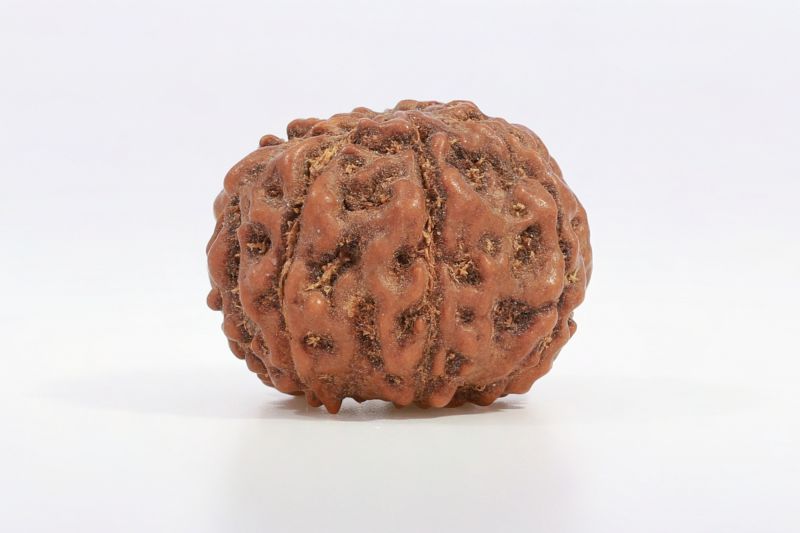 Natural 7 Mukhi Rudraksha - 13 Gram Weight - Origin - Nepal