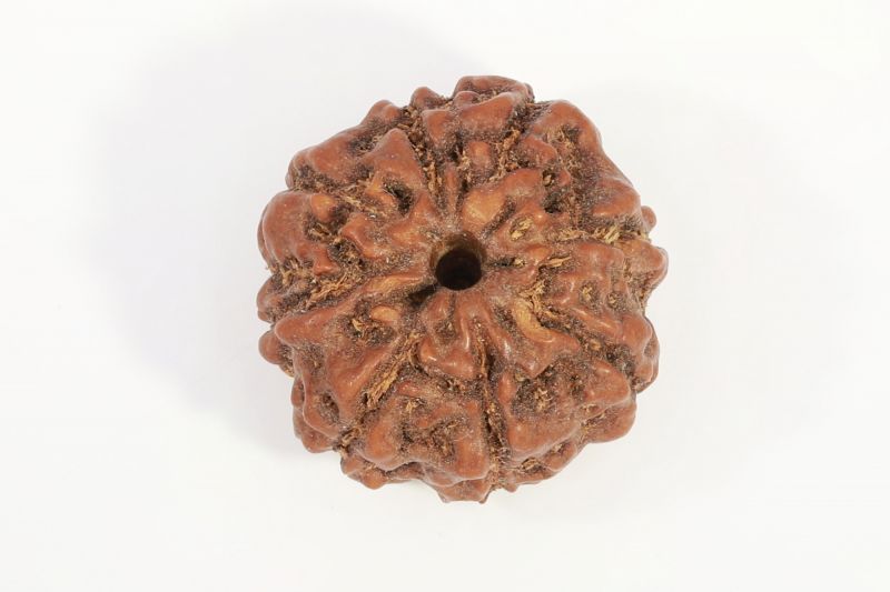 Natural 7 Mukhi Rudraksha - 13 Gram Weight - Origin - Nepal