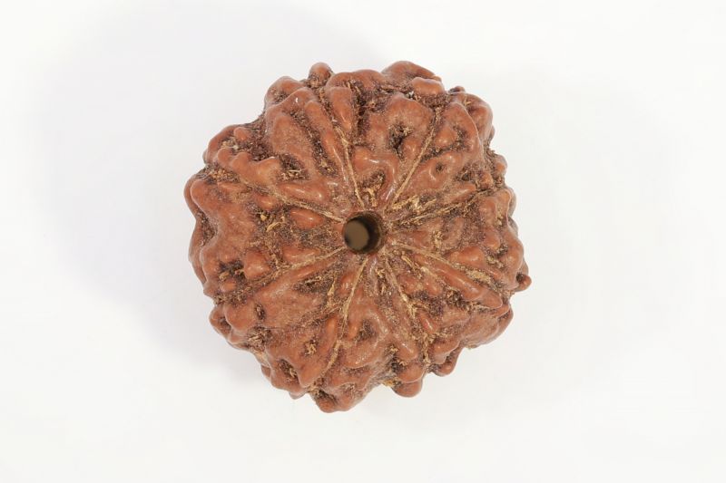 Natural 7 Mukhi Rudraksha - 13 Gram Weight - Origin - Nepal