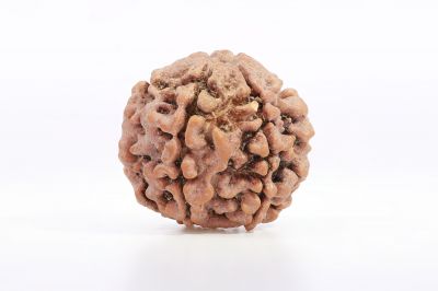 Natural 6 Mukhi Rudraksha Shanka  17.00X17.96 MM Weight - Origin - Nepal