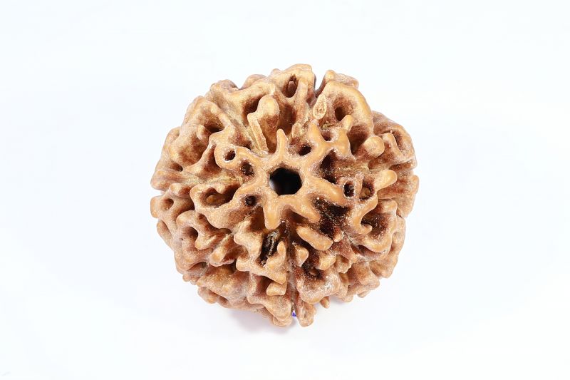 Natural 7 Mukhi Rudraksha - 2.23 Gram Weight - Origin - Nepal