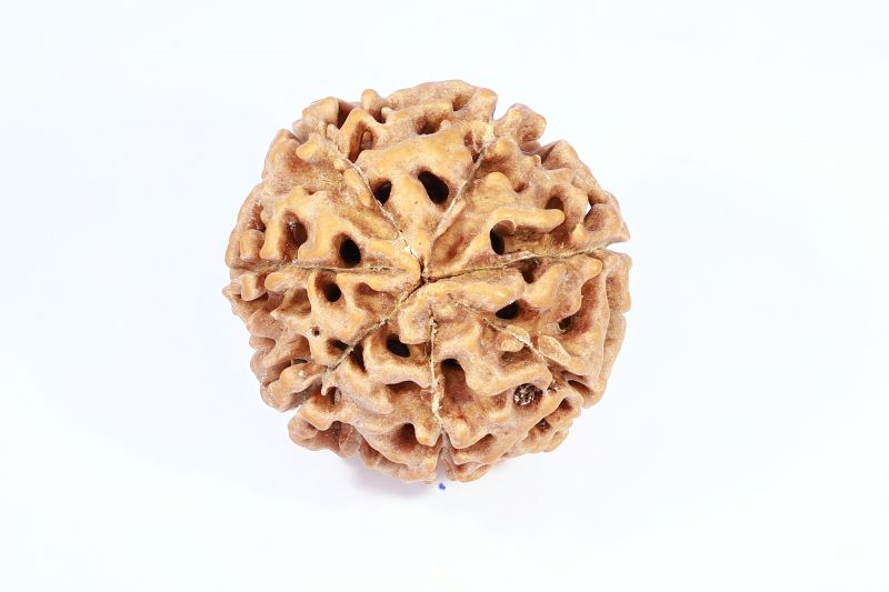 Natural 7 Mukhi Rudraksha - 2.23 Gram Weight - Origin - Nepal