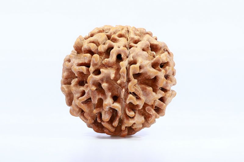 Natural 7 Mukhi Rudraksha - 2.23 Gram Weight - Origin - Nepal