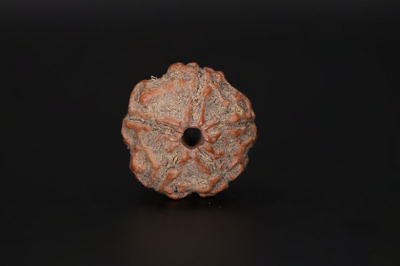 Natural 5 Mukhi Rudraksha Shanka- 17.7 X 18.21 MM Weight - Origin - Nepal