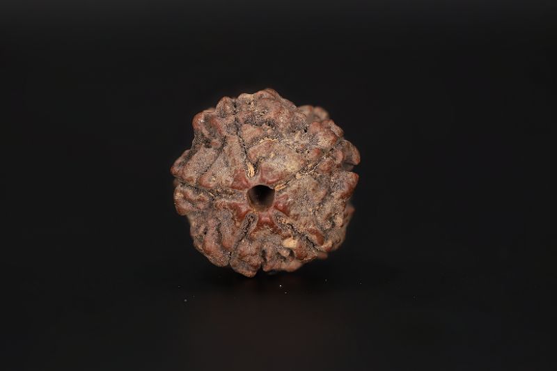 Rudraksha 5 Mukhi  Brown - 16.35 X 17.93 MM Weight - Origin - Nepal