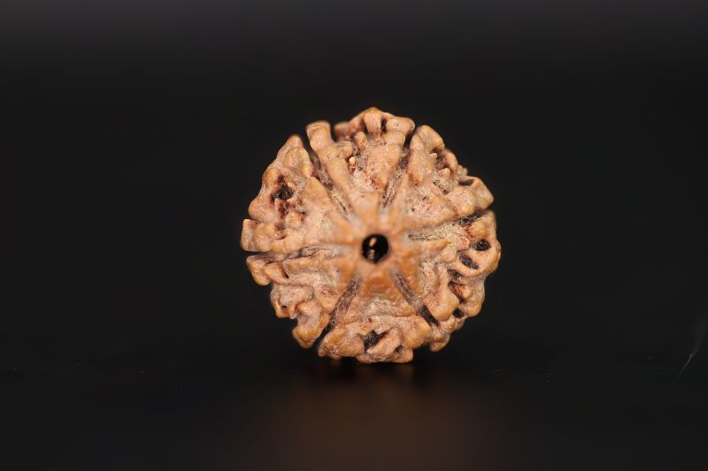 Natural 6 Mukhi Rudraksha Shanka- 20.02 X 20.26 MM Weight - Origin - Nepal