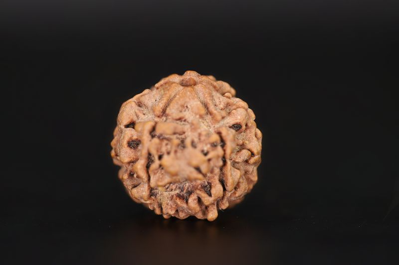 Natural 6 Mukhi Rudraksha Shanka- 20.02 X 20.26 MM Weight - Origin - Nepal