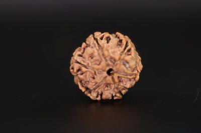 Natural 6 Mukhi Rudraksha Shanka- 20.02 X 20.26 MM Weight - Origin - Nepal