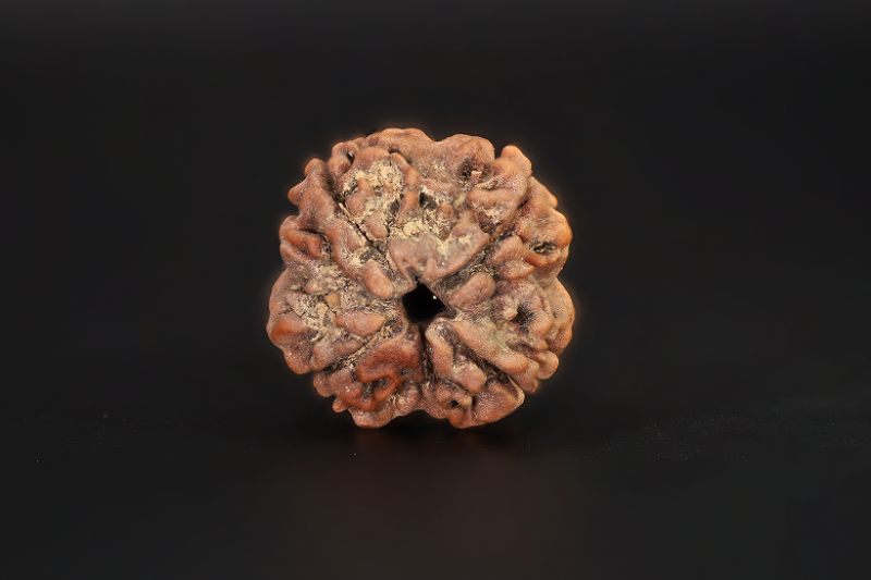 4 Mukhi Rudraksha - 15.17 X 15.34 MM Weight - Origin - Nepal