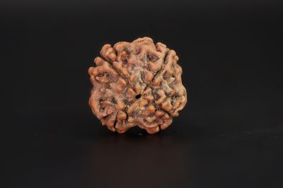 4 Mukhi Rudraksha - 15.17 X 15.34 MM Weight - Origin - Nepal